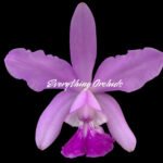 Cattleya intermedia fma. amethystinit 'Aranbeem' × C. walkeriana 'Midnight BIue’