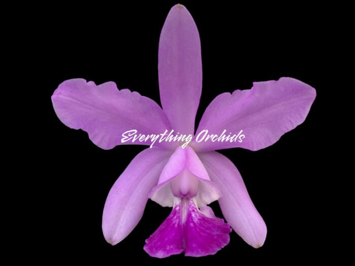 Cattleya intermedia fma. amethystinit 'Aranbeem' × C. walkeriana 'Midnight BIue’