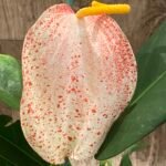 Rare – Anthurium scherzerianum (Cream with red dots)