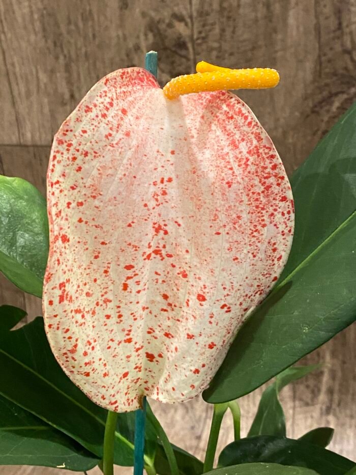Rare – Anthurium scherzerianum (Cream with red dots)