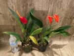 Rare Anthurium scherzerianum Dark Red (4.5” pot) - Image 7