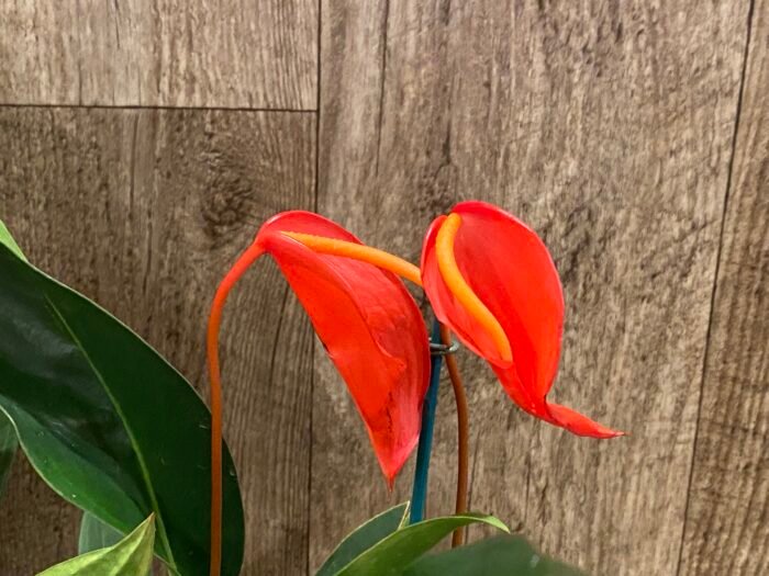 Rare Anthurium scherzerianum Dark Red (4.5” pot) - Image 4