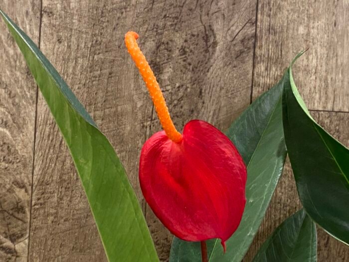 Rare Anthurium scherzerianum Dark Red