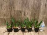 MULTI SPIKES - Fragrant Mini Oncidium Twinkle ‘Oro’ (3.5” Pot) - Image 4