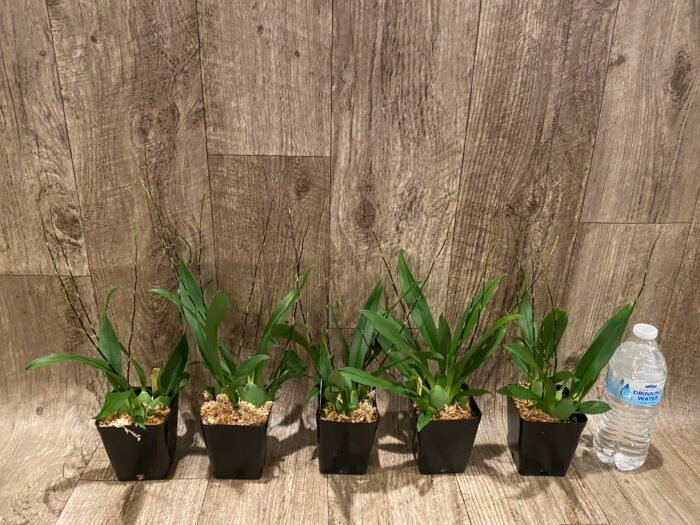 MULTI SPIKES - Fragrant Mini Oncidium Twinkle ‘Oro’ (3.5” Pot) - Image 4