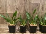 MULTI SPIKES - Fragrant Mini Oncidium Twinkle ‘Oro’ (3.5” Pot) - Image 5
