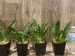 MULTI SPIKES - Fragrant Mini Oncidium Twinkle ‘Oro’ (3.5” Pot) - Image 6