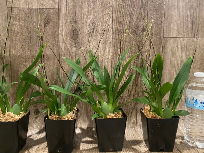 MULTI SPIKES - Fragrant Mini Oncidium Twinkle ‘Oro’ (3.5” Pot) - Image 6