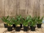 MULTI SPIKES - Fragrant Mini Oncidium Twinkle ‘Oro’ (3.5” Pot) - Image 7