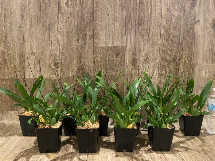 MULTI SPIKES - Fragrant Mini Oncidium Twinkle ‘Oro’ (3.5” Pot) - Image 7