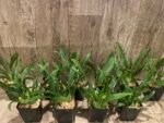 MULTI SPIKES - Fragrant Mini Oncidium Twinkle ‘Oro’ (3.5” Pot) - Image 8
