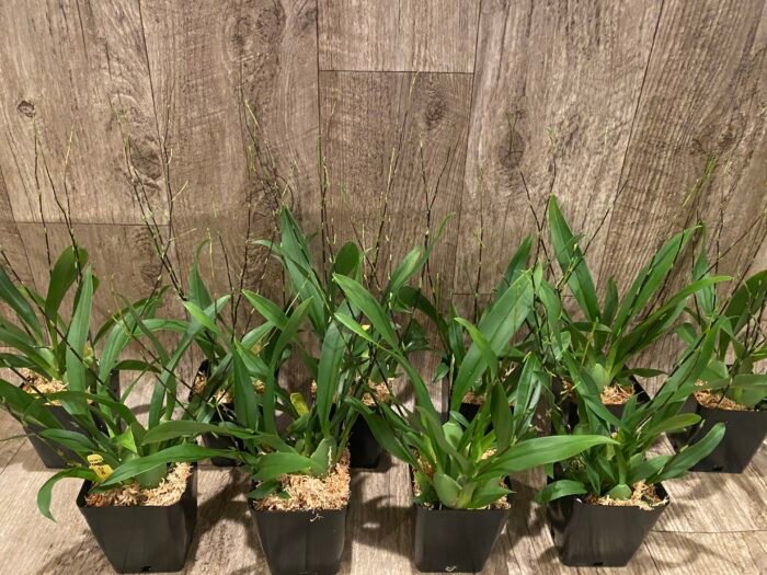 MULTI SPIKES - Fragrant Mini Oncidium Twinkle ‘Oro’ (3.5” Pot) - Image 8