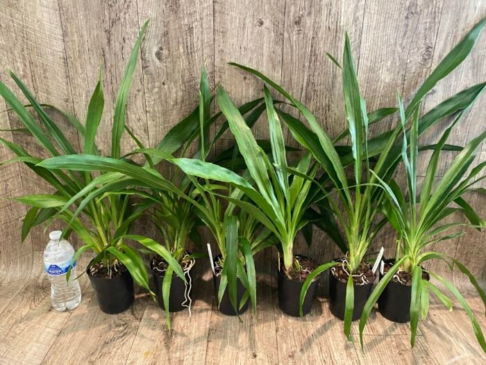 Zygopetalum Debbie de Mello ‘Honolulu Baby’ (BS, 3.5" pot) - Image 3