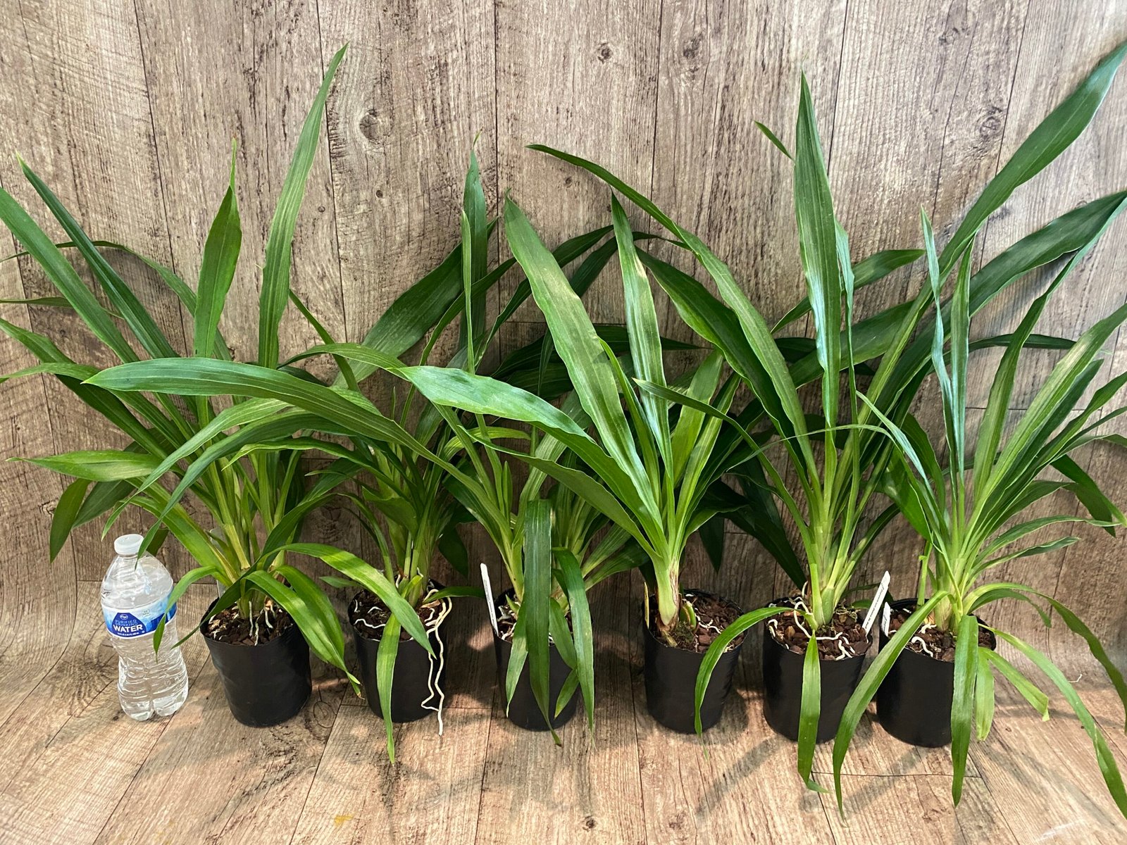2025-09-11 14-21-45 Zygopetalum Debbie de Mello ‘Honolulu Baby’ (BS, 3.5" pot) - Image 3