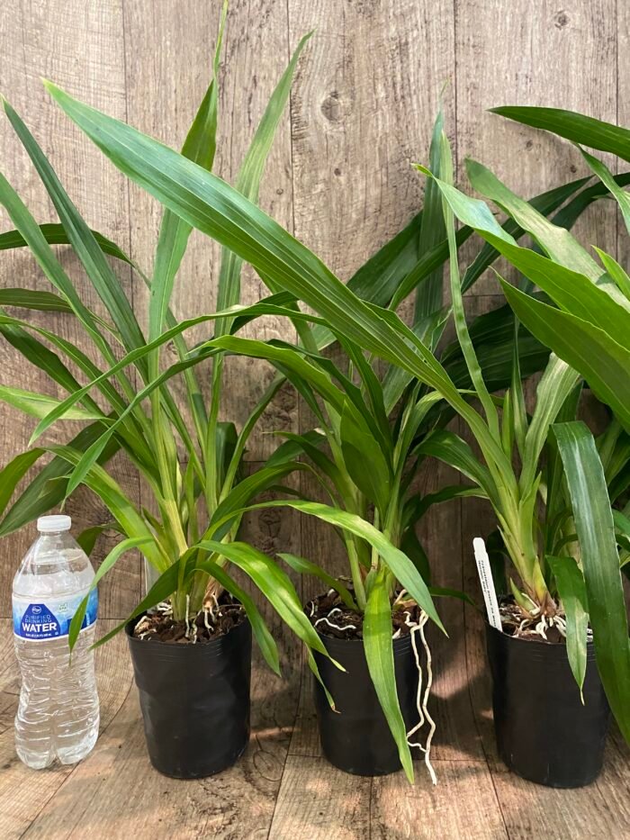 Zygopetalum Debbie de Mello ‘Honolulu Baby’ (BS, 3.5" pot) - Image 4