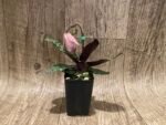 In Spike – Paph. Ho Chi Minh (delenatii Dunkel x vietnamese)
