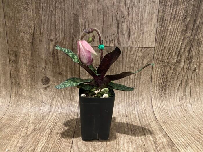 In Spike – Paph. Ho Chi Minh (delenatii Dunkel x vietnamese)