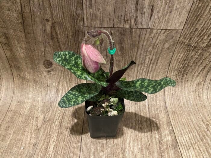 In Spike - Paph. Ho Chi Minh (delenatii Dunkel x vietnamese) (2" pot) - Image 5