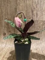 In Spike - Paph. Ho Chi Minh (delenatii Dunkel x vietnamese) (2" pot) - Image 3