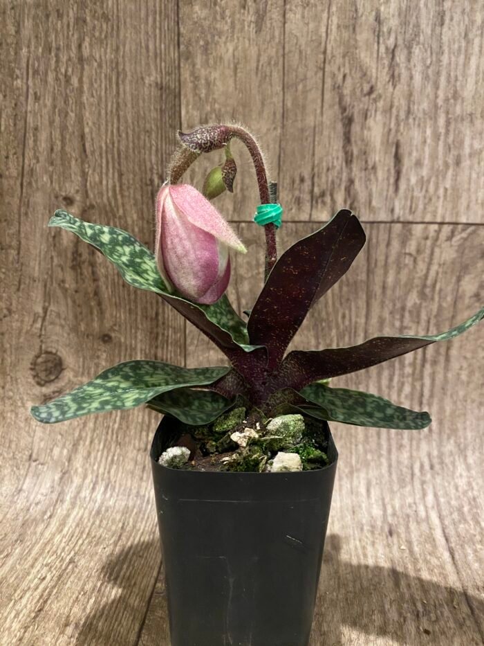In Spike - Paph. Ho Chi Minh (delenatii Dunkel x vietnamese) (2" pot) - Image 3
