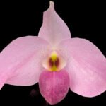 Paph. Ho Chi Minh (delenatii Dunkel x vietnamese)