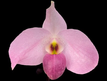 Paph. Ho Chi Minh (delenatii Dunkel x vietnamese)