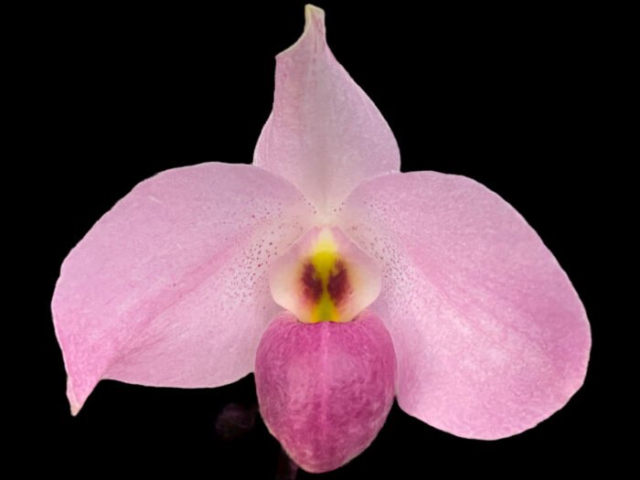 Paph. Ho Chi Minh (delenatii Dunkel x vietnamese)