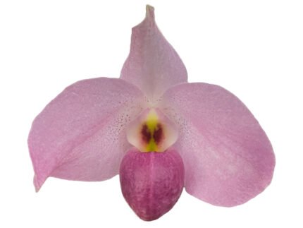 Paph. Ho Chi Minh (delenatii Dunkel x vietnamese)