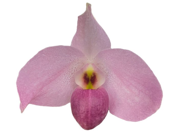 Paph. Ho Chi Minh (delenatii Dunkel x vietnamese)