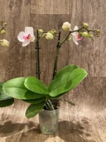 Double Spikes Phal. Happy Mark x Phal. Amabilis (3.5" pot) - Image 7