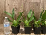 IN SPIKE Oncidium Eye Candy 'Pinkie' (3.5” pot) - Image 4