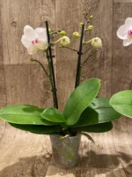 Double Spikes Phal. Happy Mark x Phal. Amabilis (3.5" pot) - Image 8