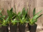 IN SPIKE Oncidium Eye Candy 'Pinkie' (3.5” pot) - Image 5
