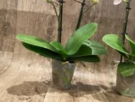 Double Spikes Phal. Happy Mark x Phal. Amabilis (3.5" pot) - Image 9