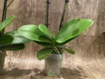 Double Spikes Phal. Happy Mark x Phal. Amabilis (3.5" pot) - Image 10