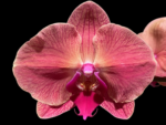 Phalaenopsis Asian Coral