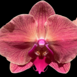 Phalaenopsis Asian Coral