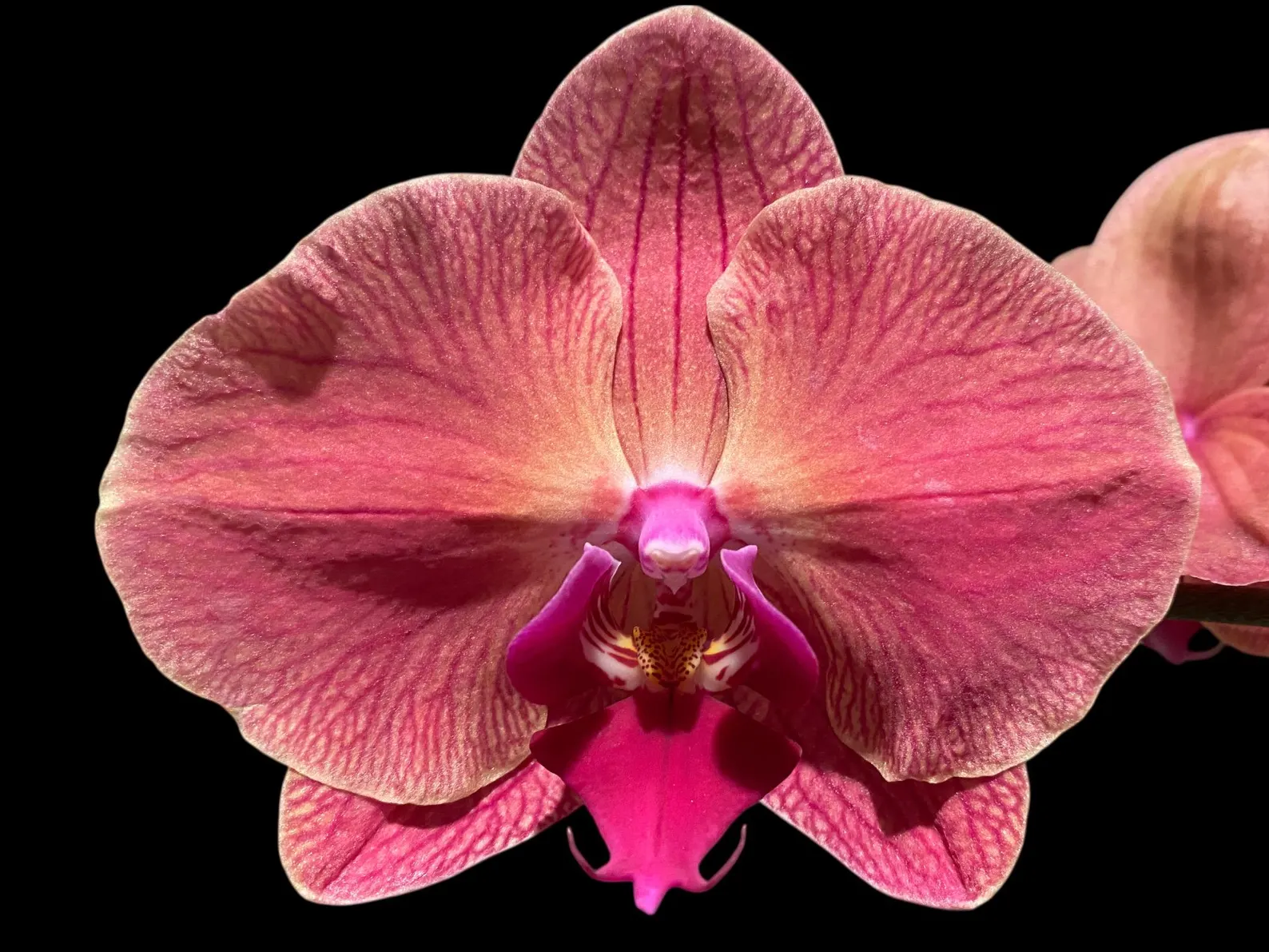 Phalaenopsis Asian Coral Phalaenopsis Asian Coral