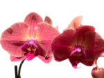Double Spikes Phalaenopsis Asian Coral (4.5" pot) - Image 2