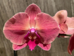 Double Spikes Phalaenopsis Asian Coral (4.5" pot) - Image 3