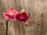 Double Spikes Phalaenopsis Asian Coral (4.5" pot) - Image 4