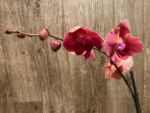 Double Spikes Phalaenopsis Asian Coral (4.5" pot) - Image 5