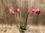 Double Spikes Phalaenopsis Asian Coral (4.5" pot) - Image 6