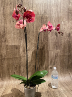 Double Spikes Phalaenopsis Asian Coral (4.5" pot) - Image 7