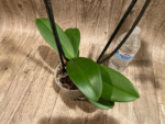 Double Spikes Phalaenopsis Asian Coral (4.5" pot) - Image 8