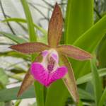 Cattleya leopoldii v. albinia 4N x Brassavola nodosa 4N