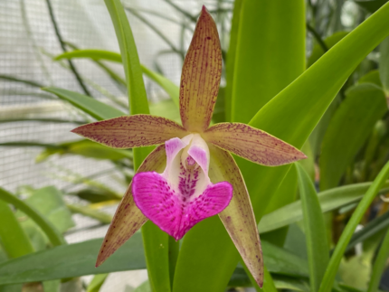 Cattleya leopoldii v. albinia 4N x Brassavola nodosa 4N