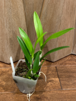 Cattleya leopoldii v. albinia 4N x Brassavola nodosa 4N (3.5” Pot) - Image 5