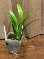 Cattleya leopoldii v. albinia 4N x Brassavola nodosa 4N (3.5” Pot) - Image 4