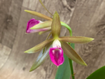 Cattleya leopoldii v. albinia 4N x Brassavola nodosa 4N (3.5” Pot) - Image 3